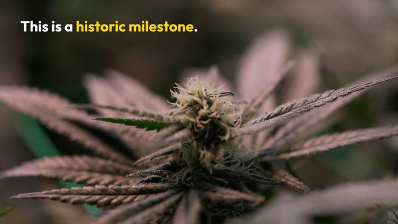 Harris-Walz and Cannabis Legalization