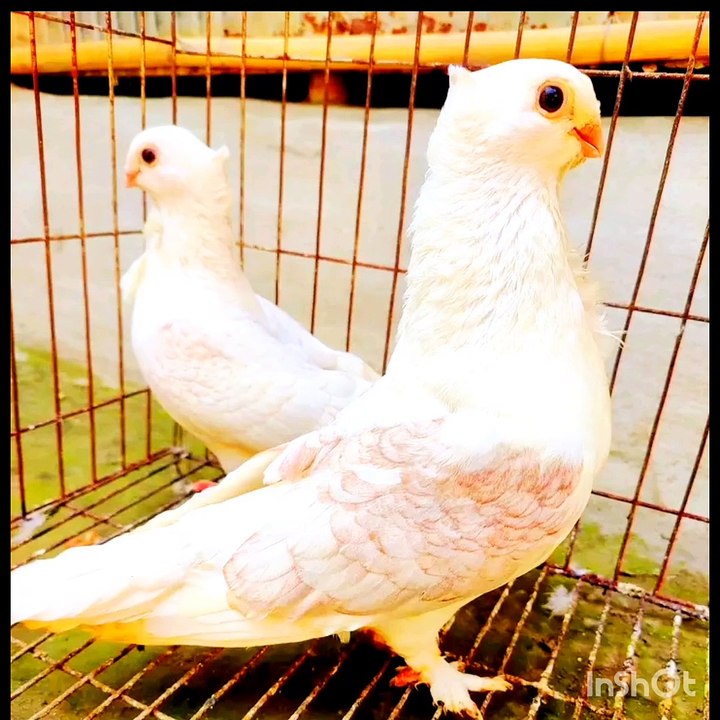 Naat Sharif  naat, new naat, naat naat