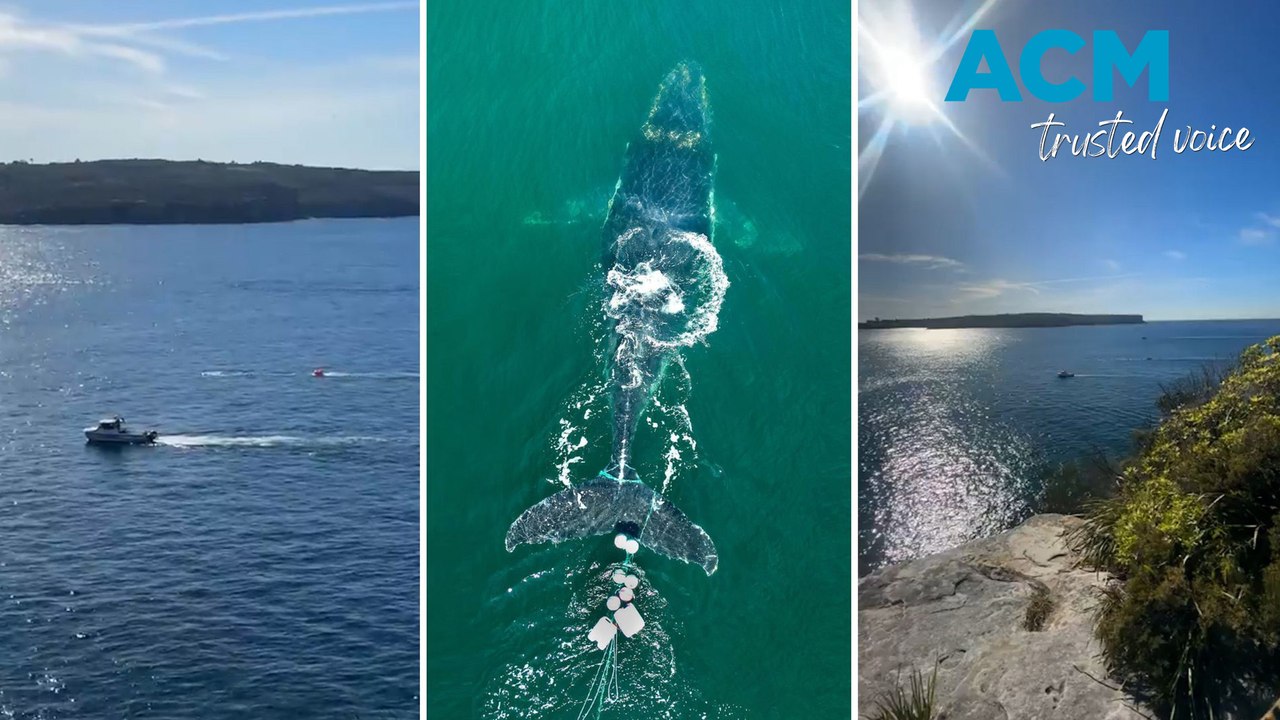 Conservationists work to disentanglement whale in Sydney Harbour