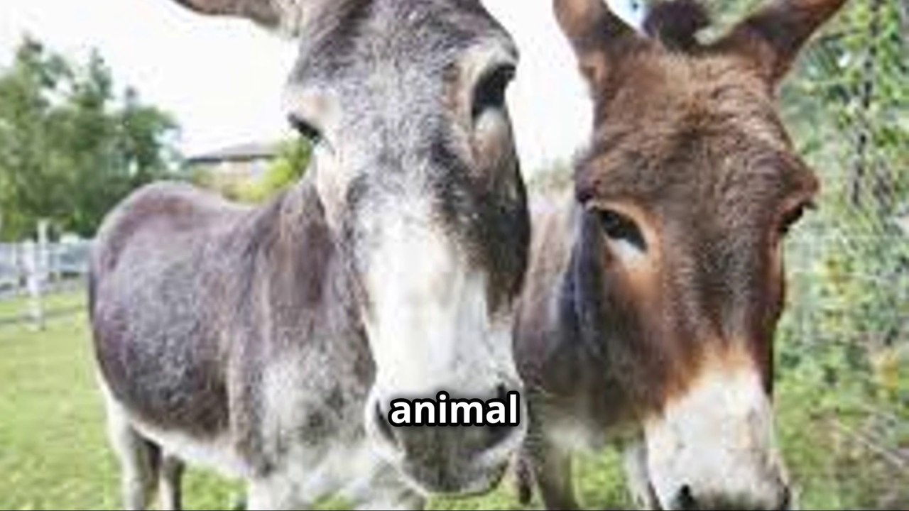 Understanding the Differences Between Donkeys and Mules