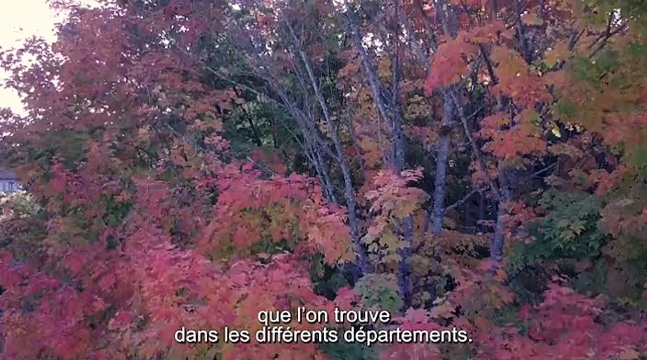 IGN-Film_photo_interprete_forestier