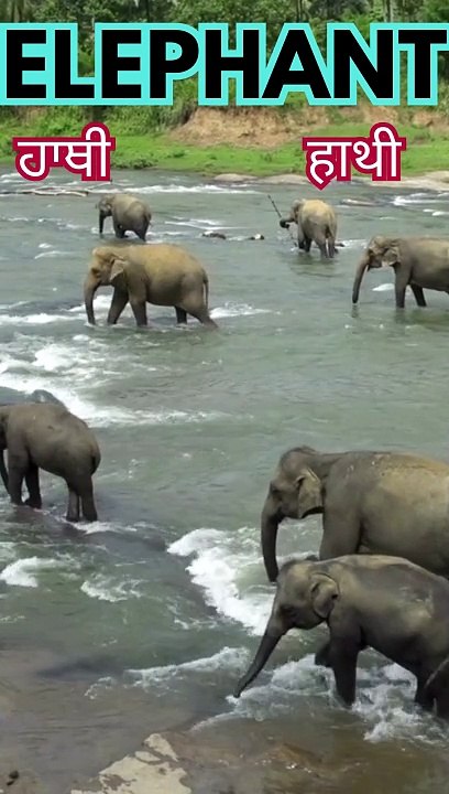 "Expand Your Vocabulary: Discover the Meaning of ELEPHANT"