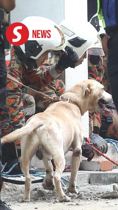 KL Sinkhole Rescue: K9 Heroes Frankie & Denti Search for Victim 🐾