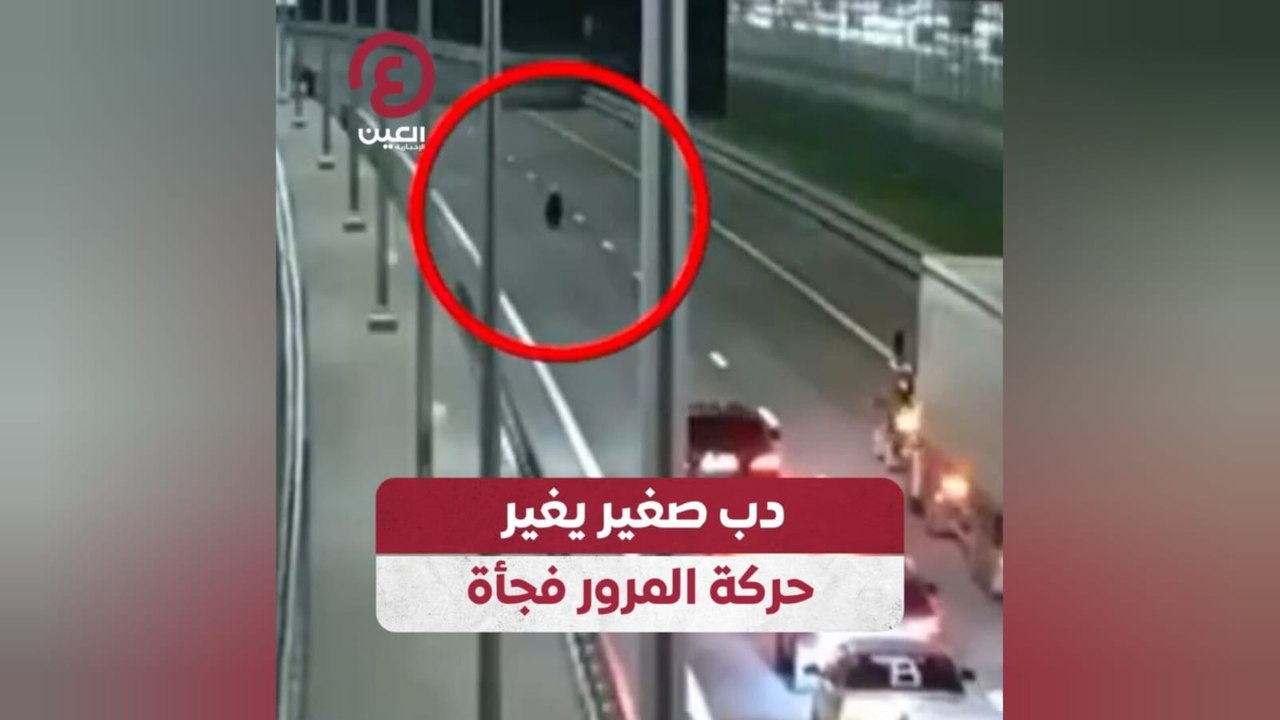 دب صغير يغير حركة المرور فجأة