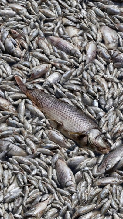 "사체 썩는 악취에 숨도 못쉰다"…죽은 물고기떼 100t 밀려온 이곳