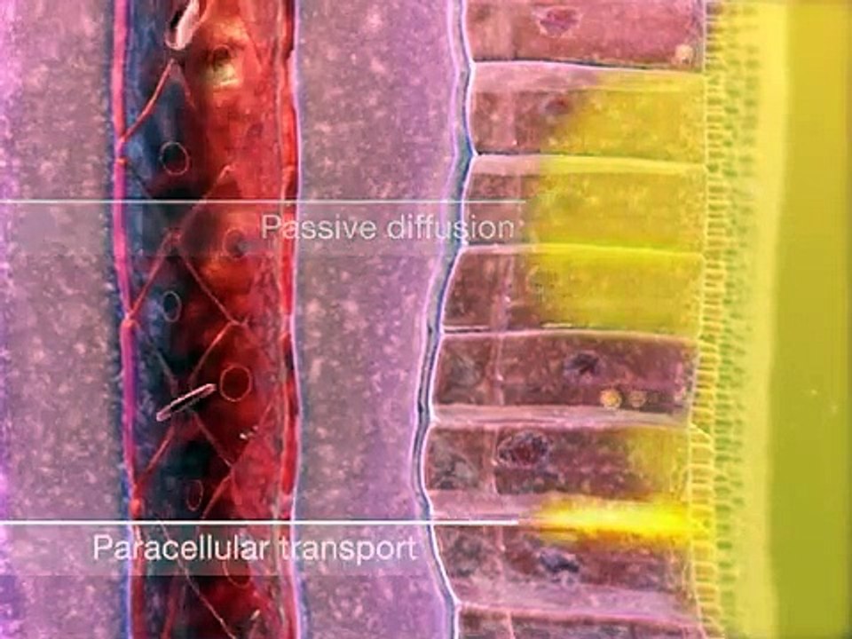 Introduction to Pharmacokinetics