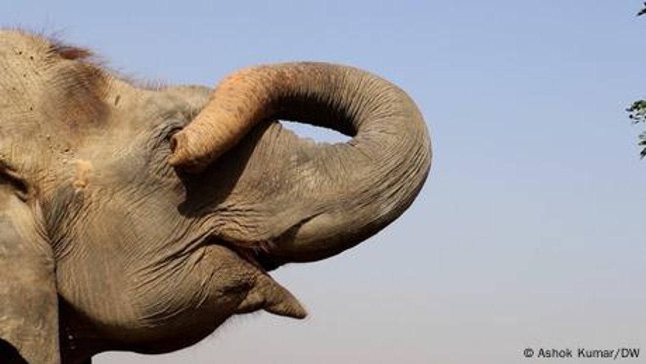 Indian hospital helps Asian elephants