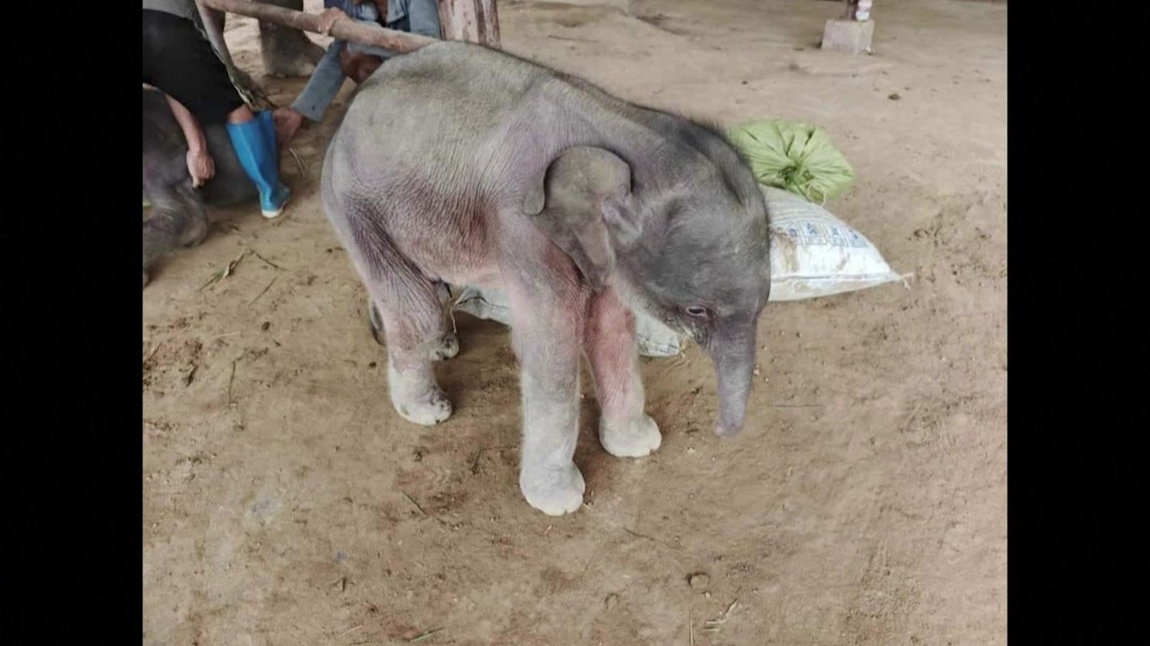 미얀마에서 쌍둥이 코끼리 태어나 / YTN