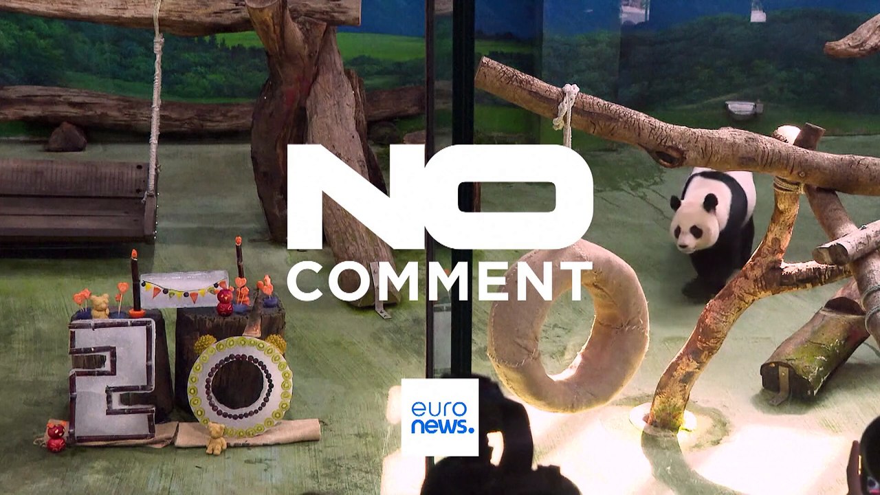 День рождения у самой старой панды Тайваня