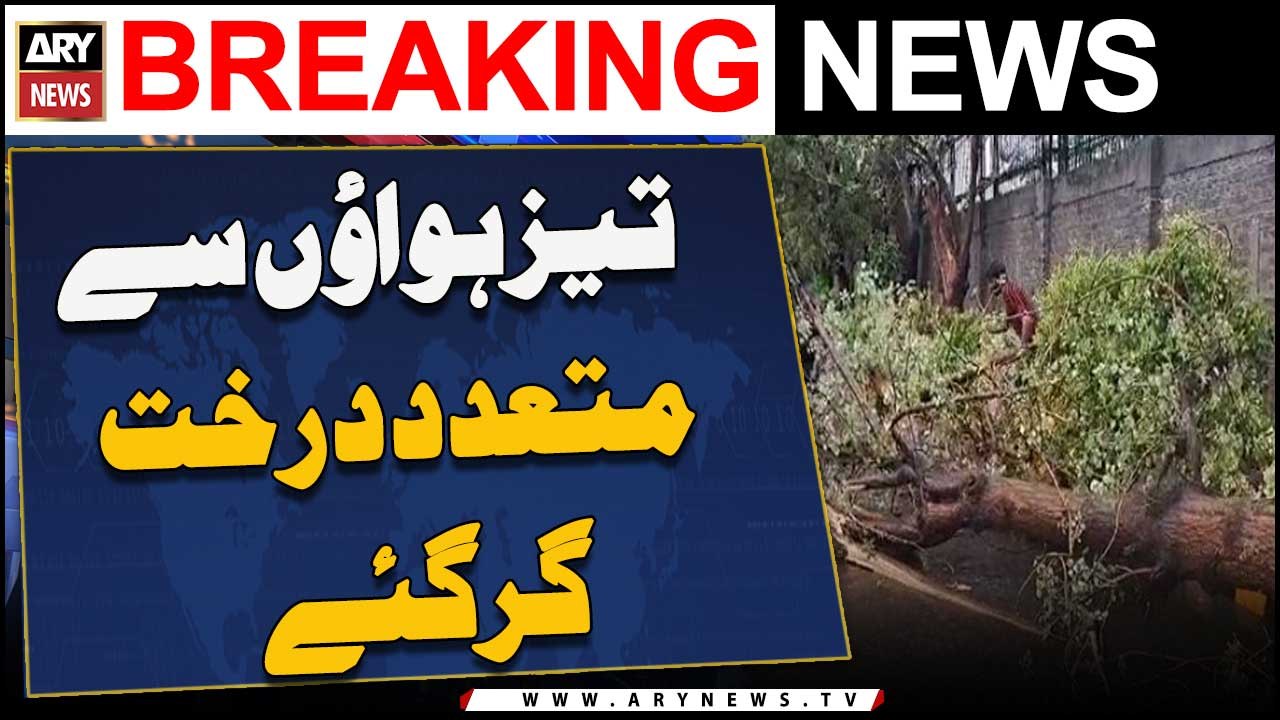 Taiz Hawaon Se Mutadid Darakht Gir Gye