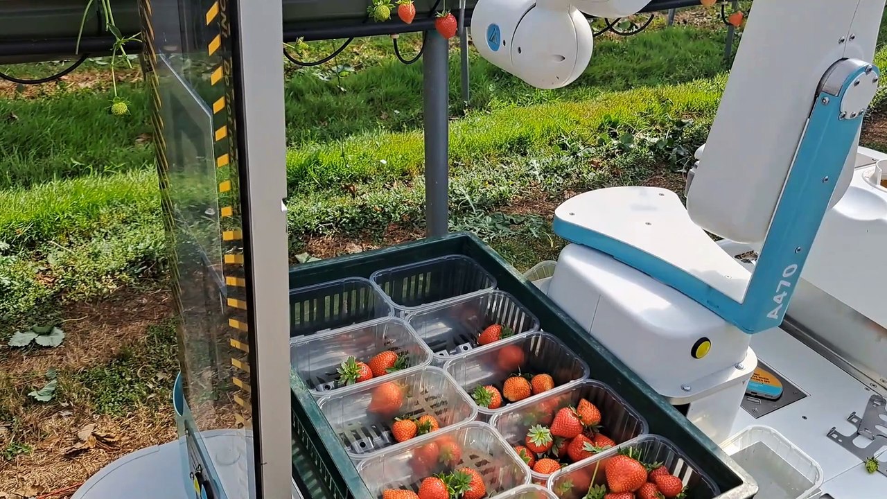 Can robots solve farmers' difficulties in recruiting fruit pickers?