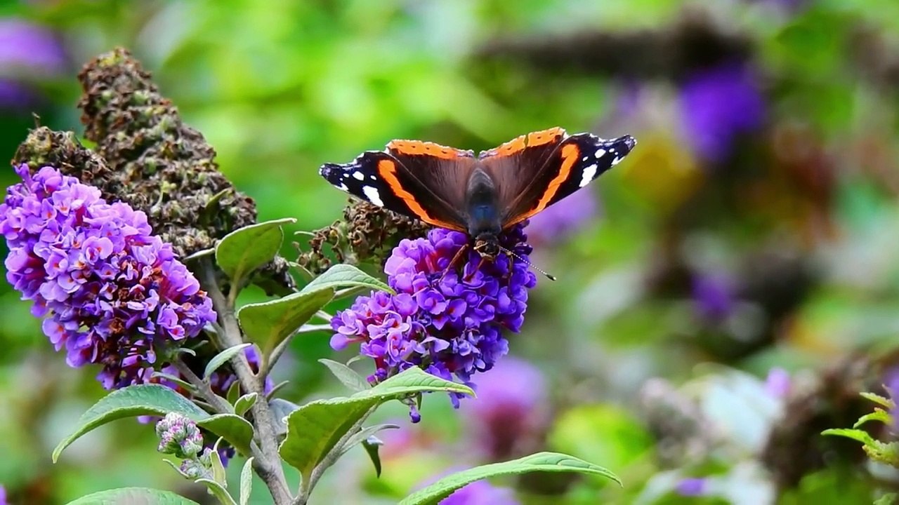 Ayatul Kursi Full | آیت الکرسی | Beautiful Recitation