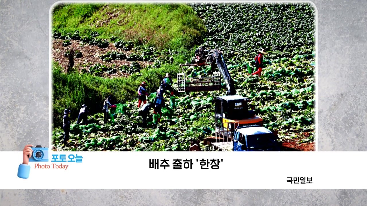 [포토오늘] 배추 출하 '한창'  / YTN