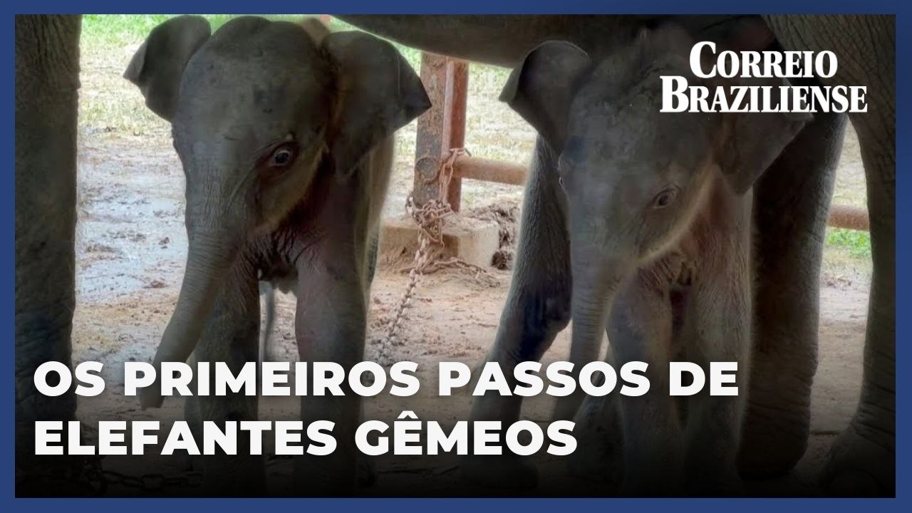 Os primeiros passos de elefantes gêmeos