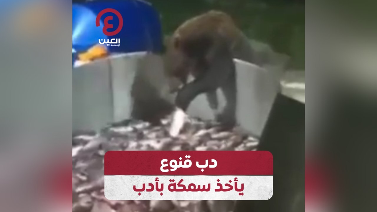 دب قنوع يأخذ سمكة بأدب