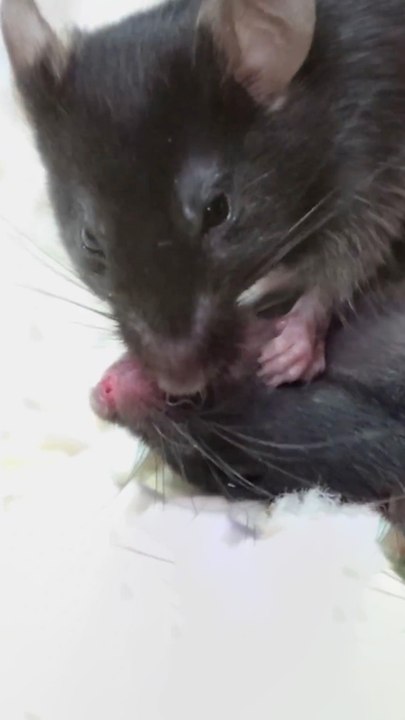 Cette SOURIS tente de SAUVER son AMIE avec des PREMIERS SOINS !
