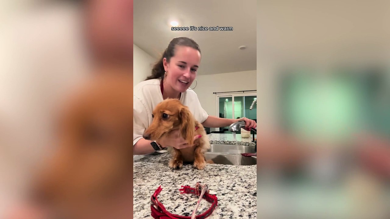 Dramatic pup refuses to take a bath