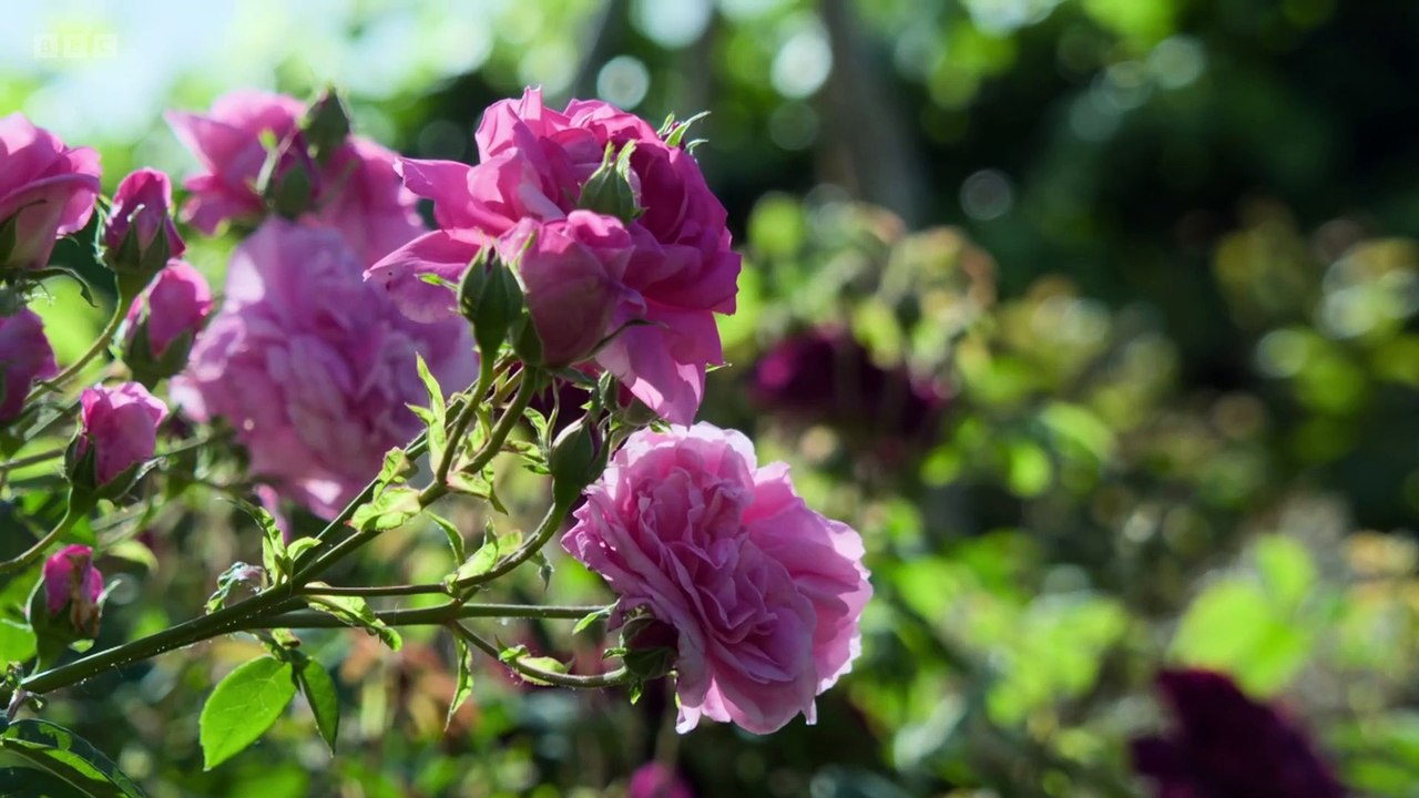 Gardeners World 2025 Compilations episode 3