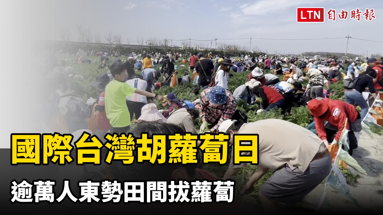 國際台灣胡蘿蔔日 逾萬人東勢田間拔蘿蔔