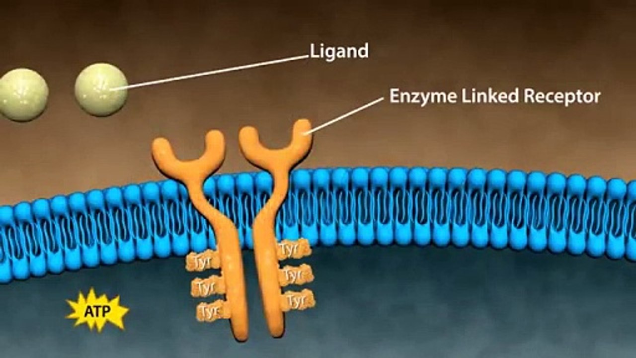 Types of Drug Receptors