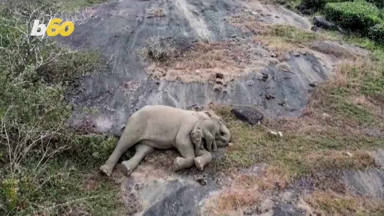Reunited and It Feels So Good For This Lost Elephant and a Worried Mother