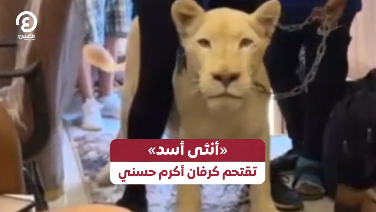 أنثى أسد» تقتحم كرفان أكرم حسني«