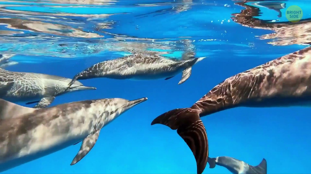 You'll Never Guess How the World Sounds to Animals