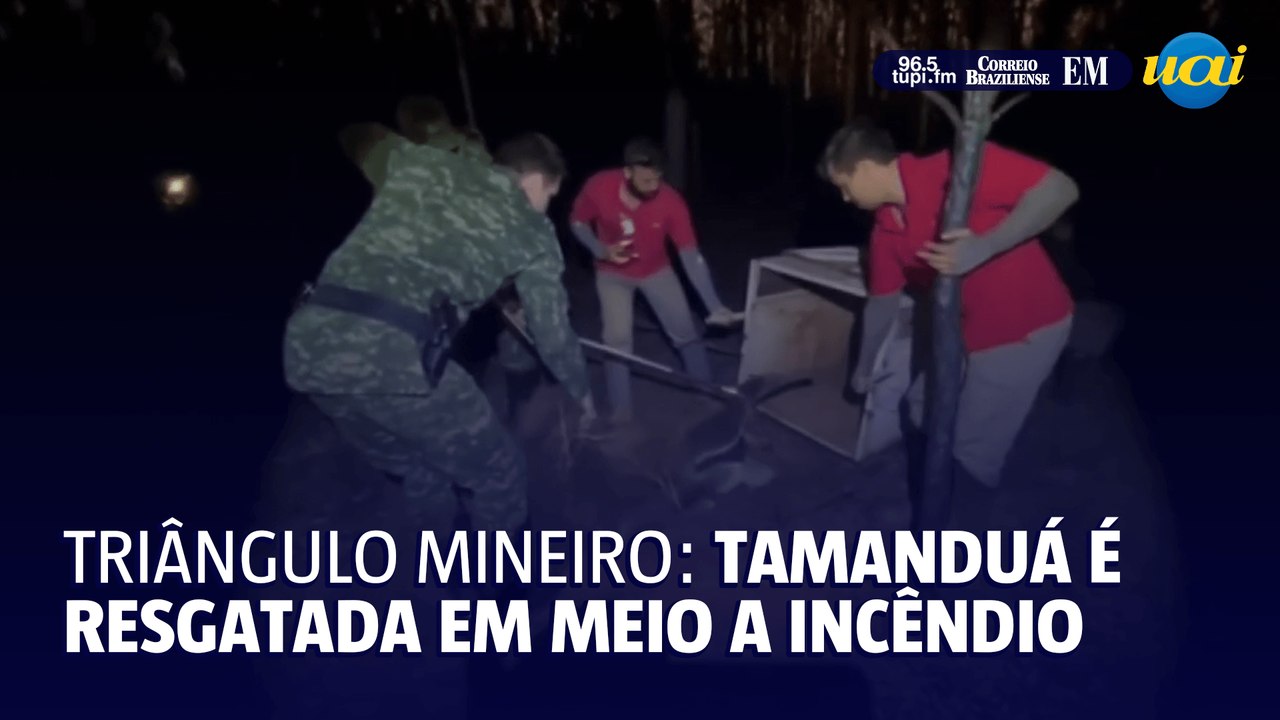 Triângulo mineiro: tamanduá é resgatada em meio a incêndio