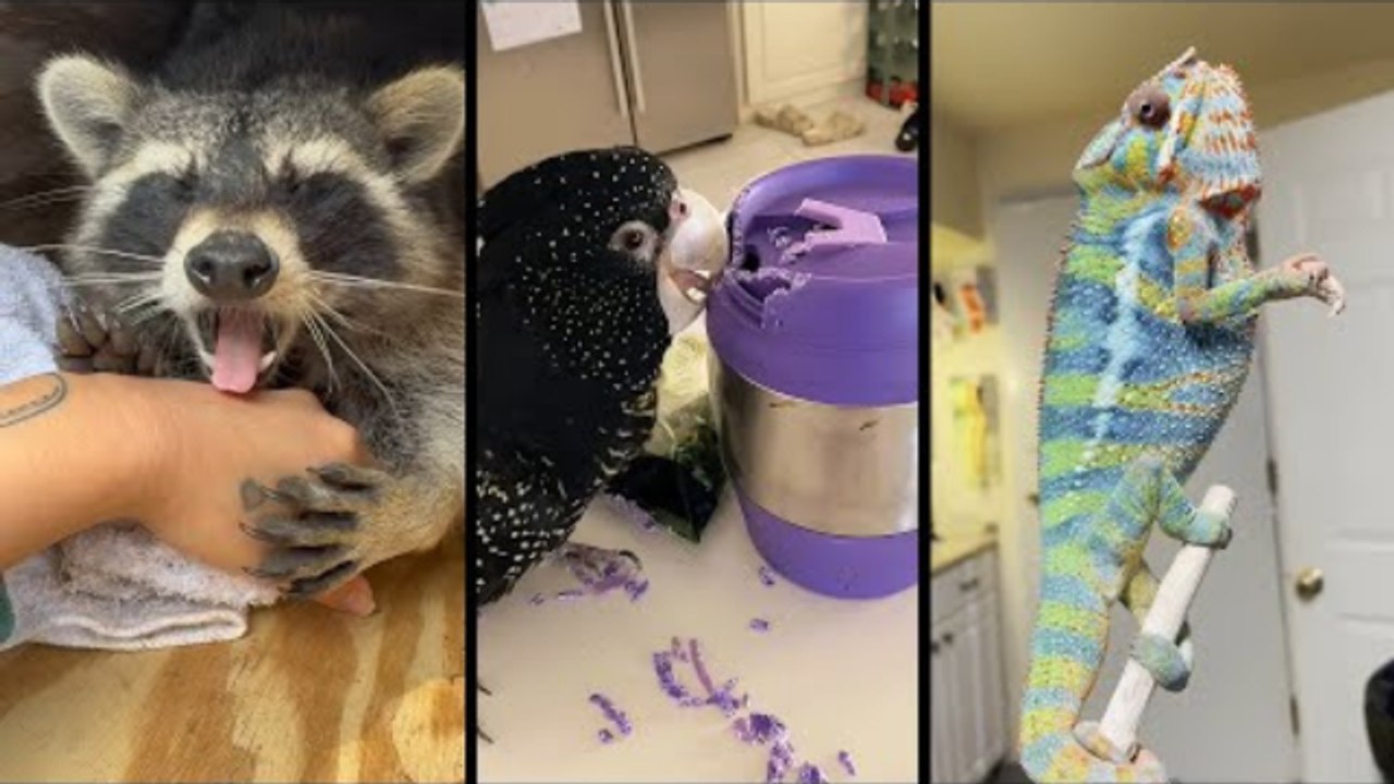 Funny Animal Videos - Funniest Animals - Best Of The 2024 - Cutest Animals Ever