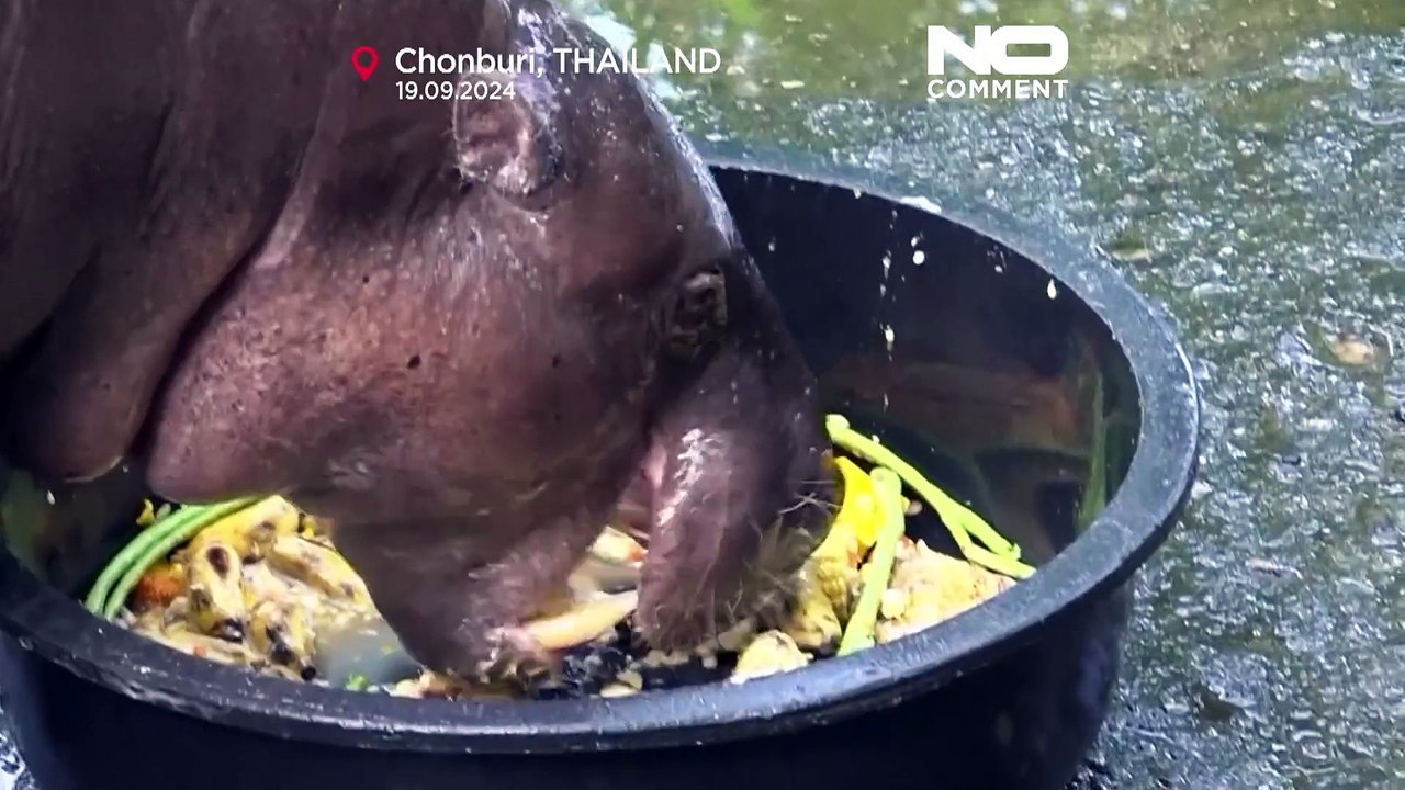 No Comment : un zoo thaïlandais cherche à breveter l'image du bébé hippopotame pygmée Moo Deng