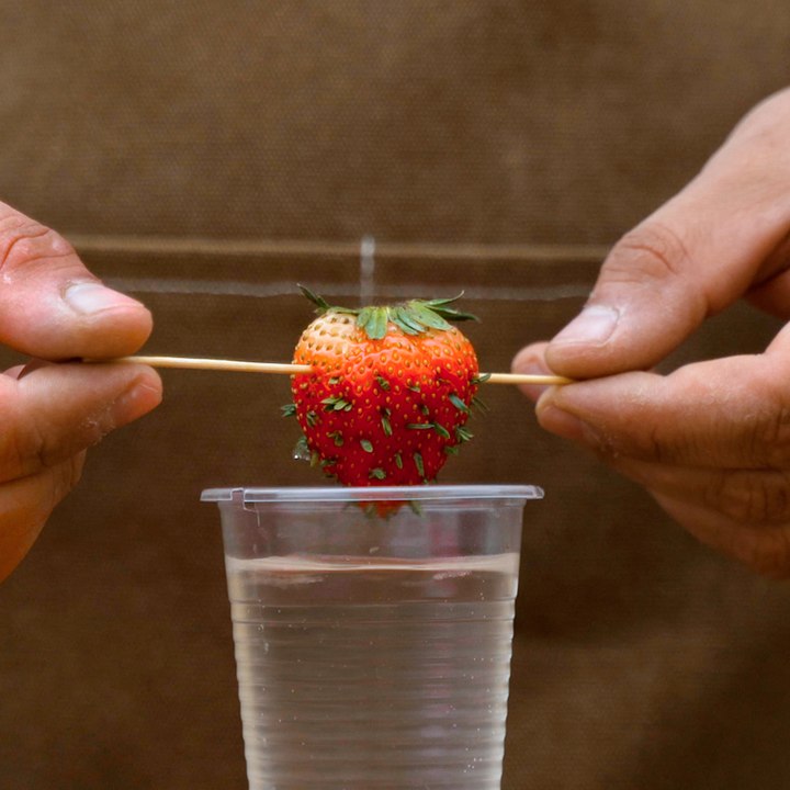 We're rooting for these clever strawberry growing hacks! Gardening Tips For Plant Lovers 