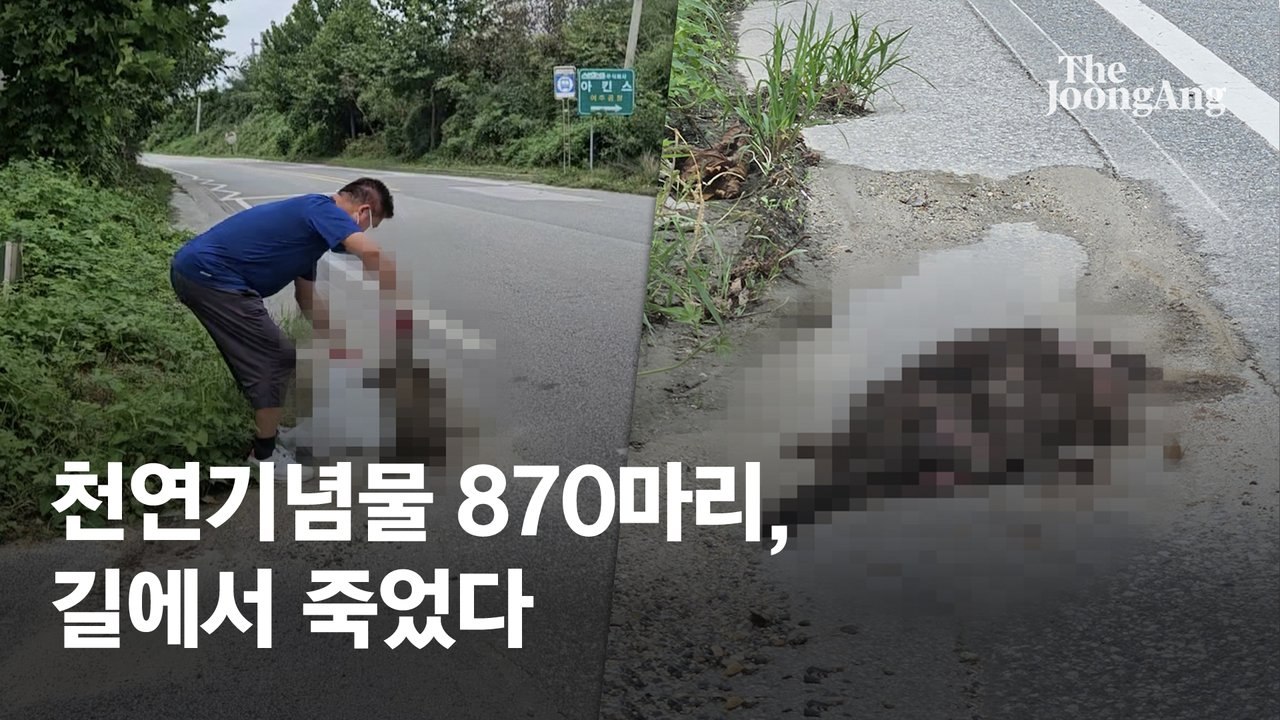 추석에 사체 쏟아졌다…한 해 보호종 870마리 친 죽음의 도로