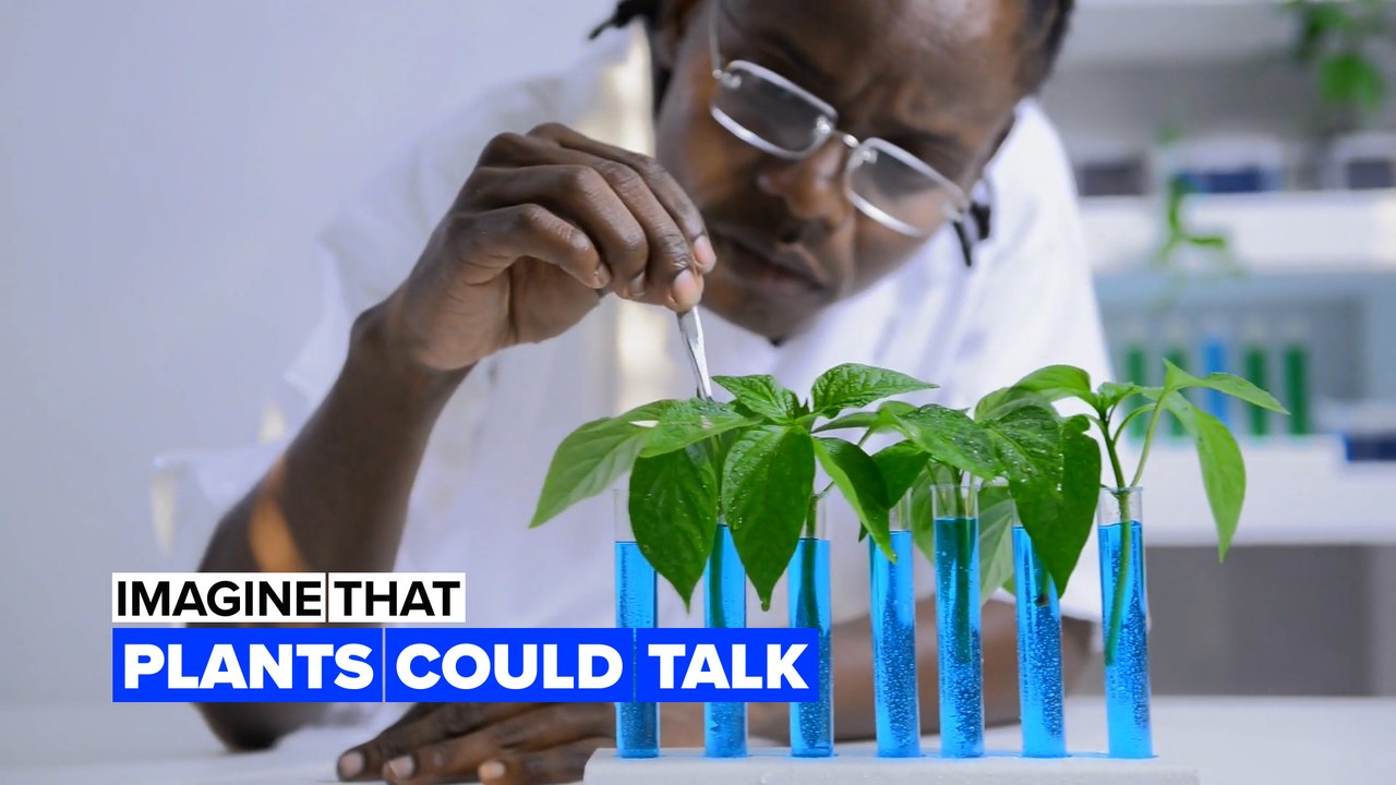 Imagine plants could talk