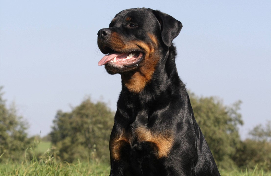 A lack of sleep makes dogs grouchy