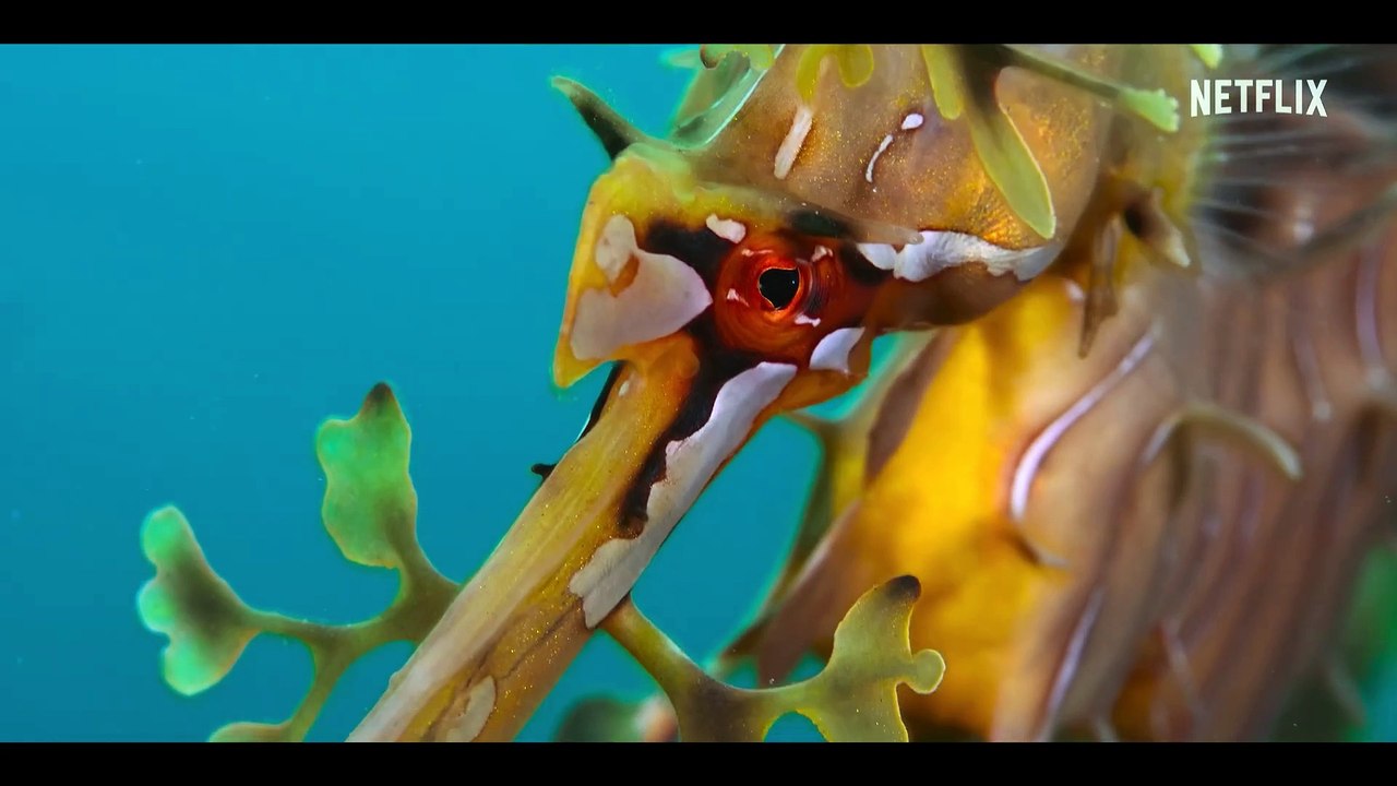 Nuestros océanos - Tráiler oficial Netflix
