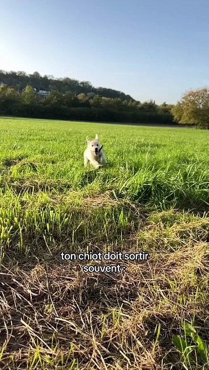 Comment apprendre la propreté à un chiot ? ​