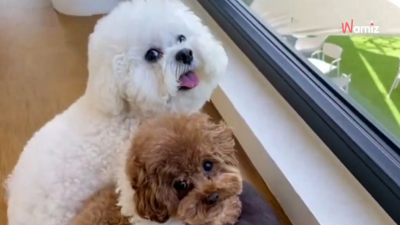 Frau filmt zwei Hunde am Fenster: Als sie sich umdrehen, schmelzen alle Herzen sofort!