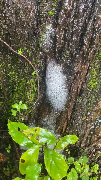 What is this ? happening in tree ? anyone know ?