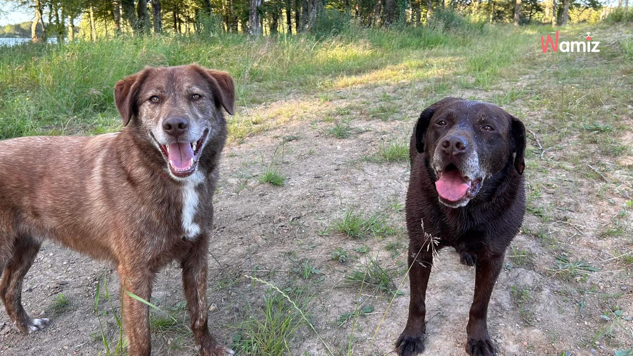 Placé en pension après une mésentente avec ses maîtres, ce chien n'est remarqué par aucun potentiel adoptant