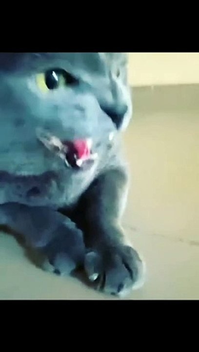 Horror cat sound | Angry cat sound
