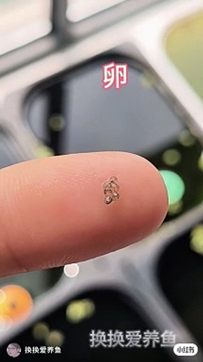 entertainment,wedding entertainment,entertainment