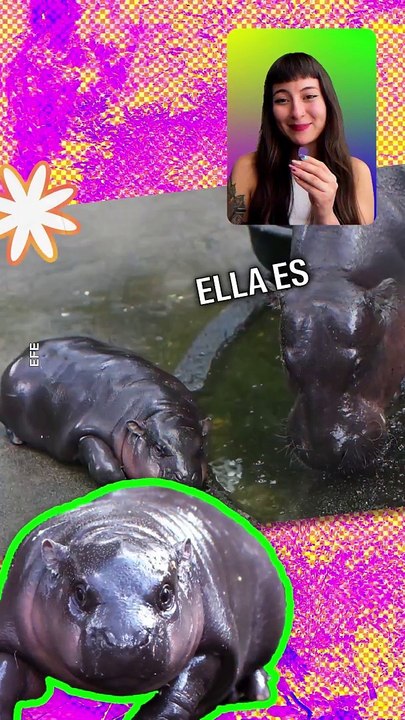 Moo Deng es nuestra nueva celebridad favorita, pero a qué costo