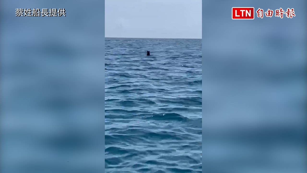 澎湖龍門查某嶼海域 傳出疑似海豹現身 (蔡姓船長提供)