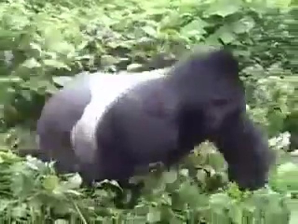 A gorilla's gentle reminder that he could easily kiII you.