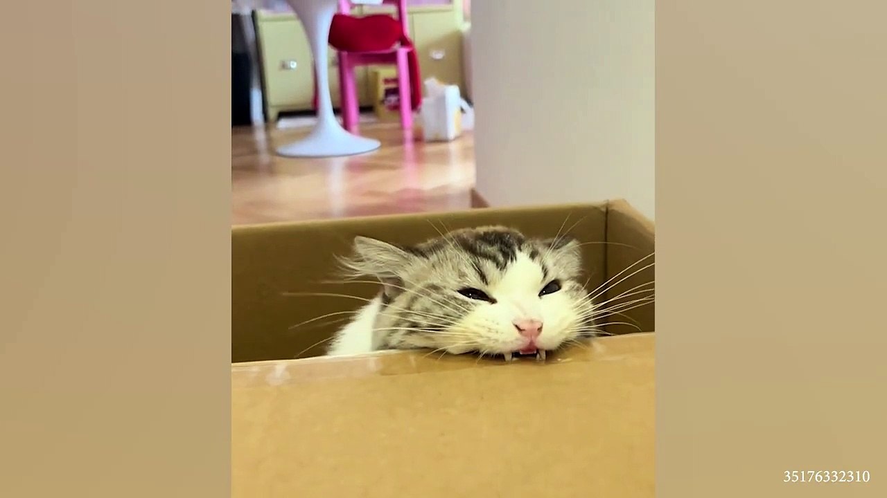 The Most DRAMATIC CATS moments ever!