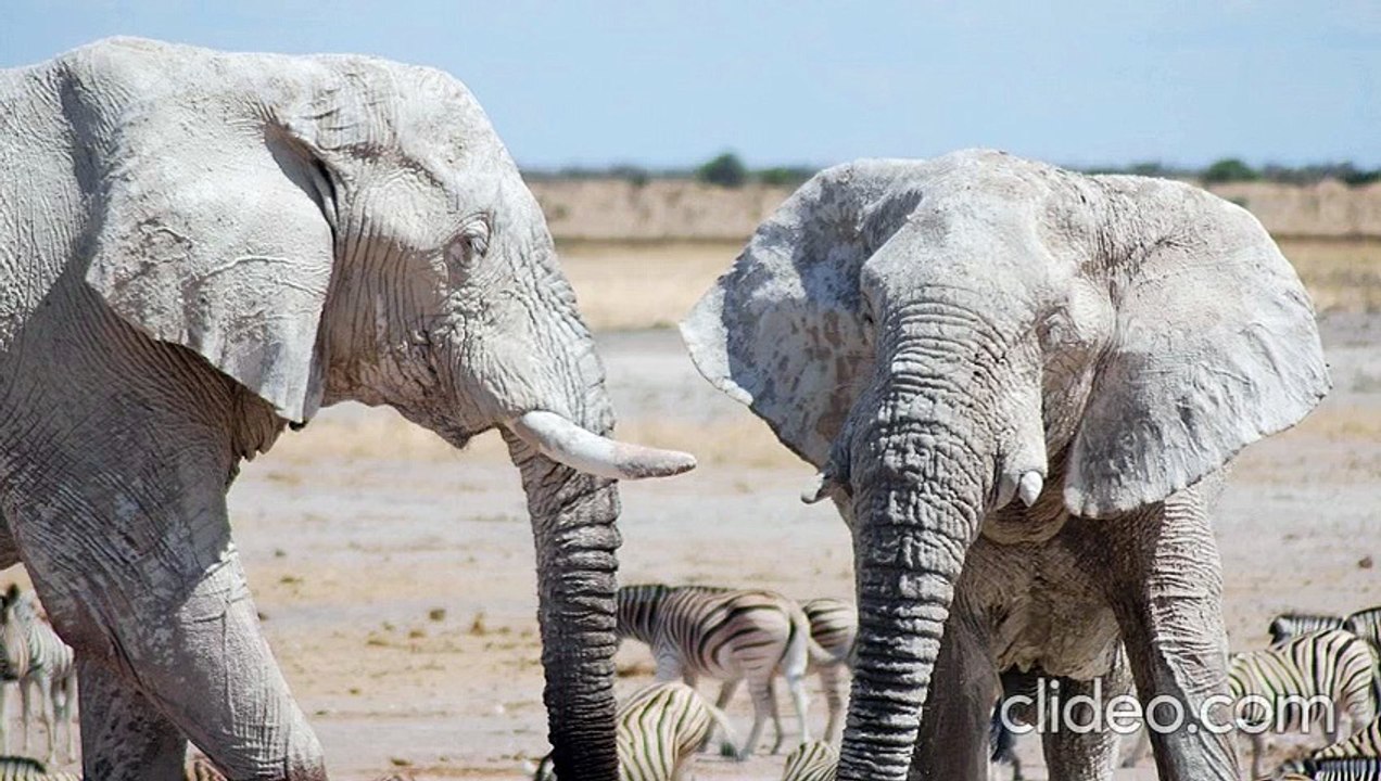 Unidentified Song ("Walta Radio Frenzy") [Incomplete]