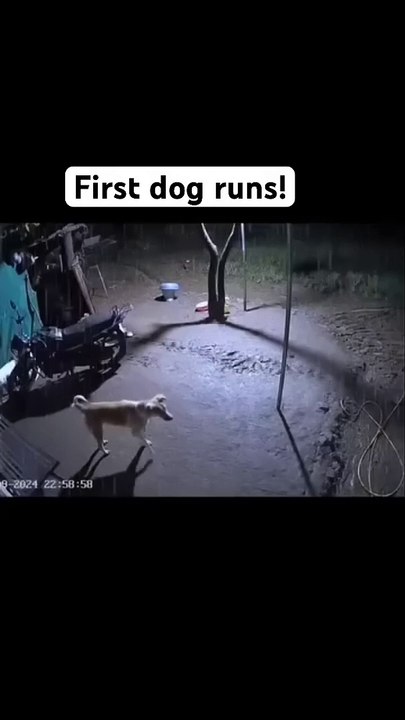 Big Leapord attacks 2 dogs. Only one survives!