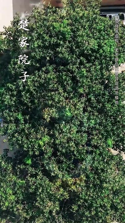 抖音新剧上线 #我的爸妈卧虎藏龙 (上)