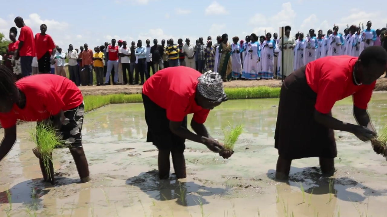 남수단 한빛부대, 'K-쌀' 500kg 수확해 현지 분양 / YTN
