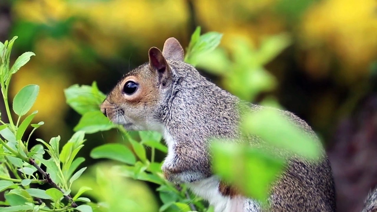 #4kwildlife #4kvideo #Africanwildlife